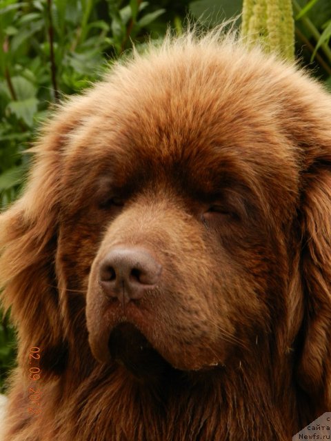 Фото: ньюфаундленд Правитель Тайги