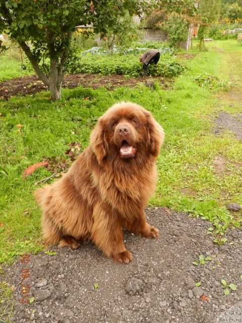 Фото: ньюфаундленд Правитель Тайги