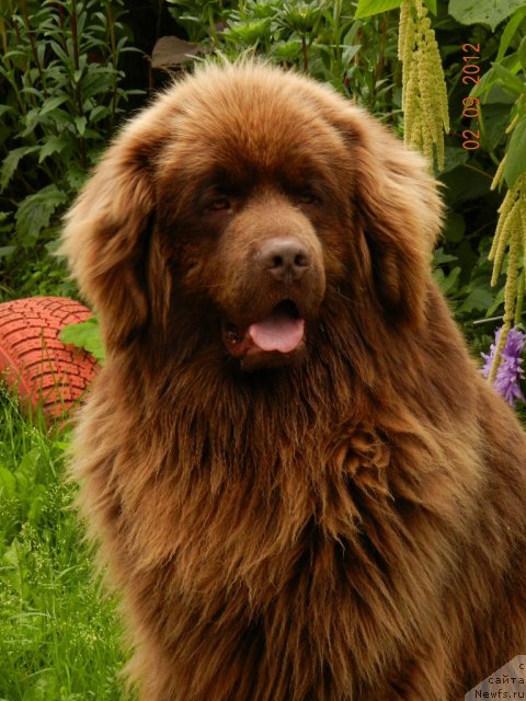 Фото: ньюфаундленд Правитель Тайги