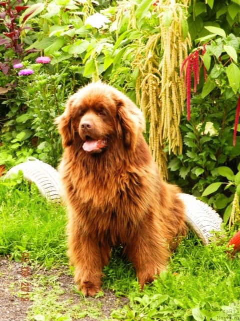 Фото: ньюфаундленд Правитель Тайги