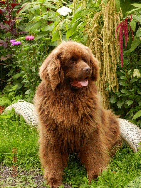 Фото: ньюфаундленд Правитель Тайги