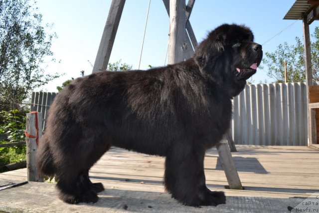 Фото: ньюфаундленд Супер Премиум Амелия Экшен