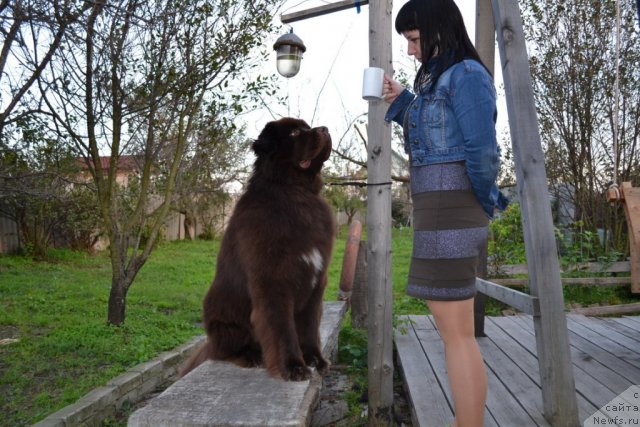 Фото: ньюфаундленд Акватория Келвин Риверданс (Aquatoriya Kelvin Riverdance)