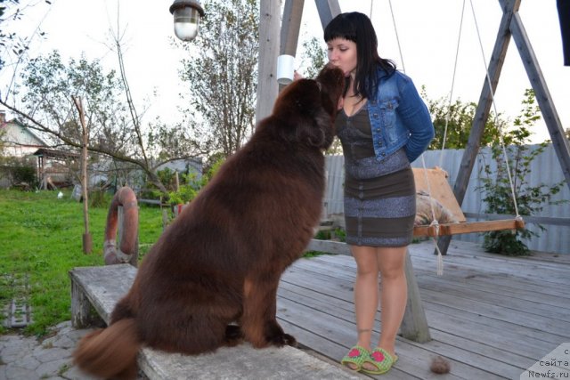 Фото: ньюфаундленд Акватория Келвин Риверданс (Aquatoriya Kelvin Riverdance)