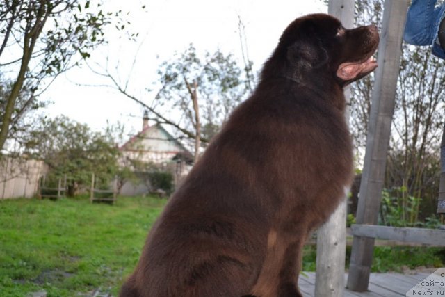 Фото: ньюфаундленд Акватория Келвин Риверданс (Aquatoriya Kelvin Riverdance)