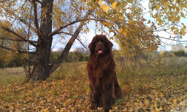 Фото: ньюфаундленд Багряная Осень из Аркаима