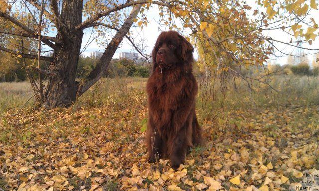 Фото: ньюфаундленд Багряная Осень из Аркаима