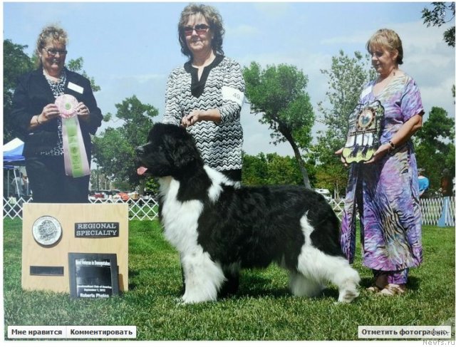 Фото: ньюфаундленд Callistos Oiseau de Tonnerre