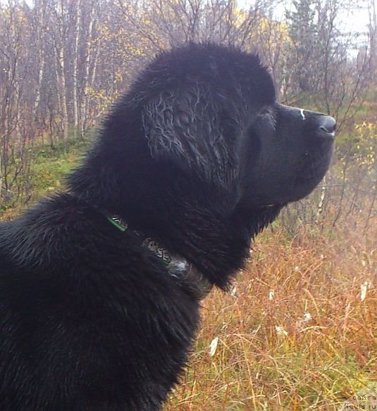 Фотография № 106802