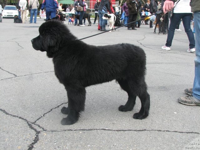 Фотография № 106805