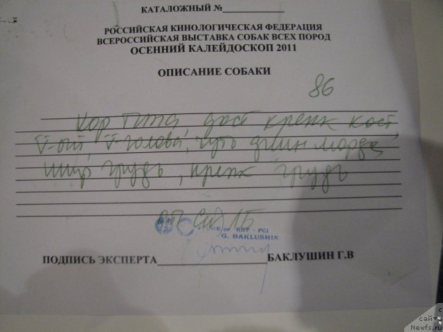 Фото: ньюфаундленд Би Перфект Аскер