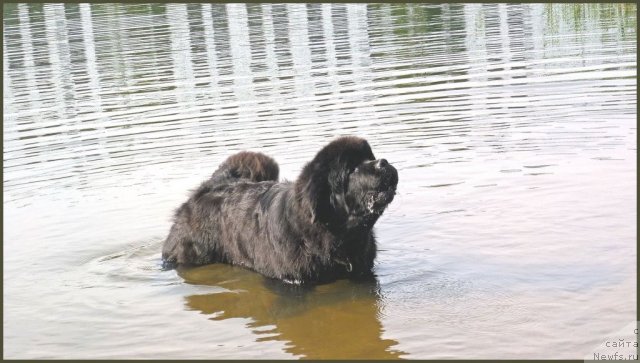 Фото: ньюфаундленд Смигар Гордон-Феллоу (Smigar Gordon Fellow)