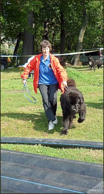 Фото: ньюфаундленд Смигар Гордон-Феллоу (Smigar Gordon Fellow), Наталия Михайлова