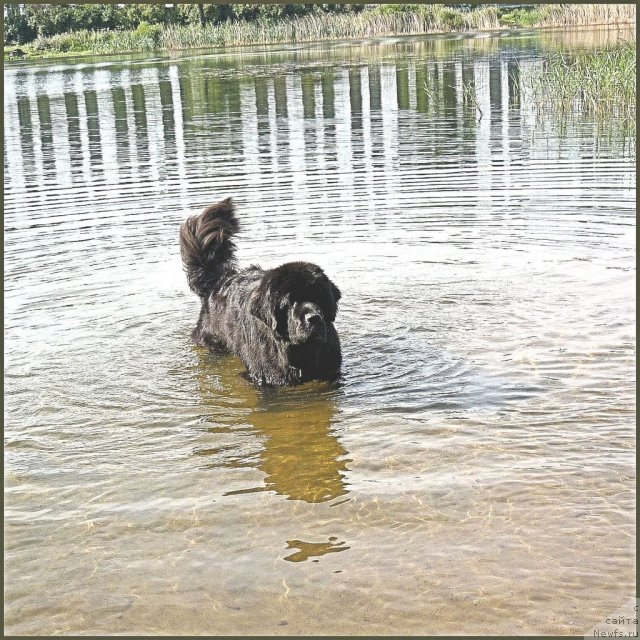 Фото: ньюфаундленд Смигар Гордон-Феллоу (Smigar Gordon Fellow), Наталия Михайлова