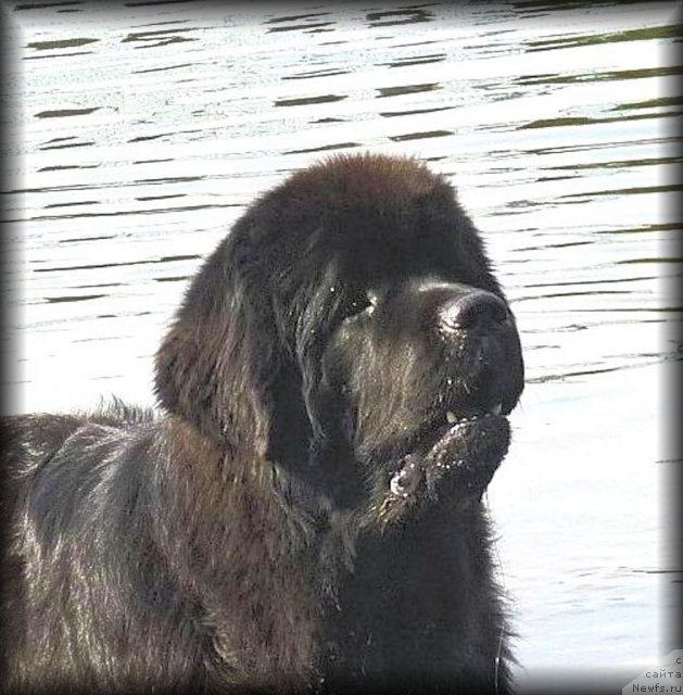 Фото: ньюфаундленд Смигар Гордон-Феллоу (Smigar Gordon Fellow)