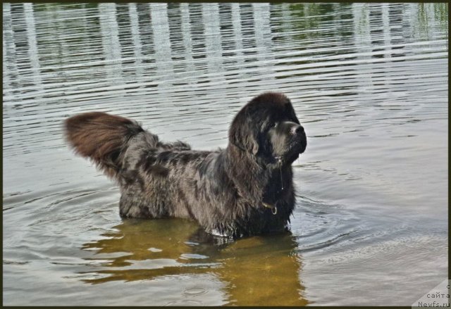 Фото: ньюфаундленд Смигар Гордон-Феллоу (Smigar Gordon Fellow)