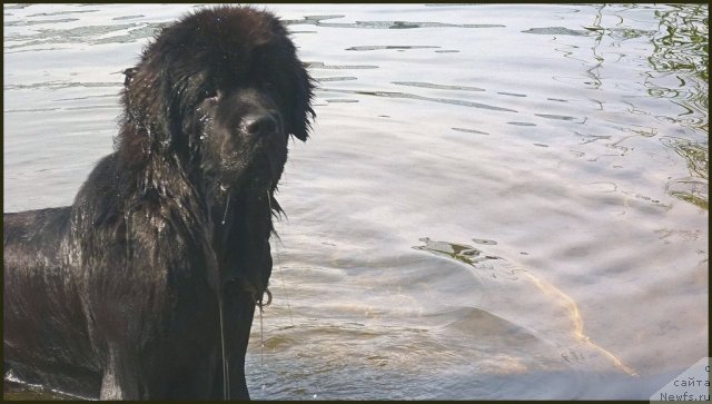 Фото: ньюфаундленд Смигар Гордон-Феллоу (Smigar Gordon Fellow)