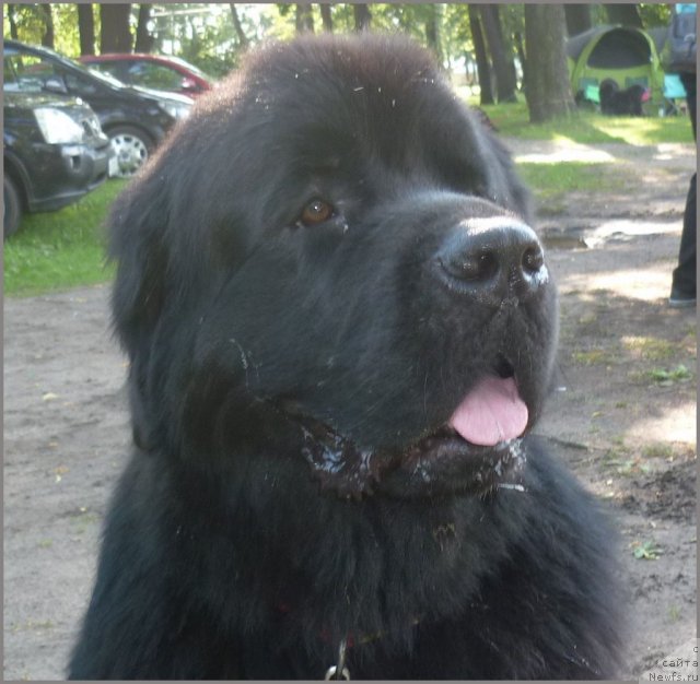 Фото: ньюфаундленд Акватория Келвин Кадриль (Aquatoriya Kelvin Kadril), Любовь Жакова