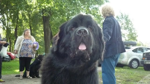 Фото: ньюфаундленд Акватория Келвин Кадриль (Aquatoriya Kelvin Kadril), Любовь Жакова, Наталья Малинина