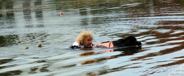 Фото: ньюфаундленд Акватория Келвин Кадриль (Aquatoriya Kelvin Kadril), Любовь Жакова