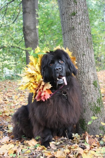 Фотография № 106907