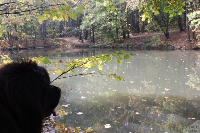 Фото: ньюфаундленд Чанси из Золотого Треугольника