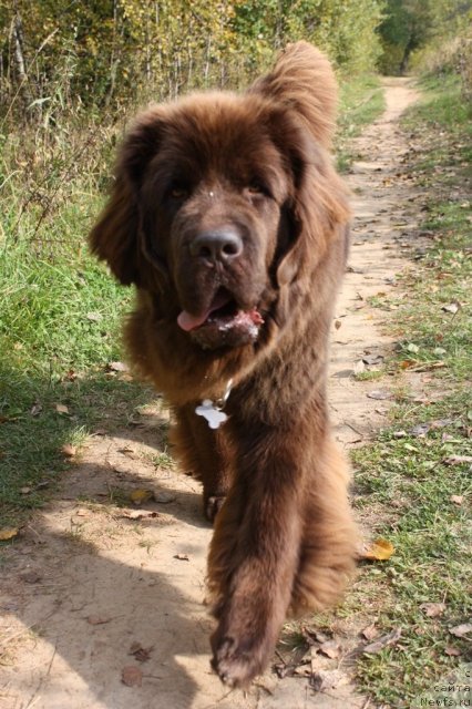 Фото: ньюфаундленд Черный Шарм Ангельская Красота (Chernyi Sharm Angel'skaya Krasota)