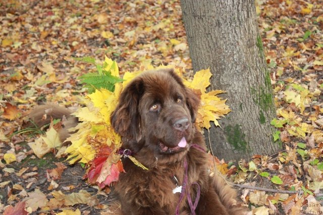 Фотография № 106911