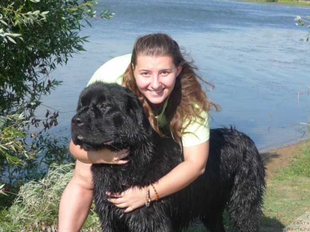 Фото: ньюфаундленд Мирабелла из Тихого Омута, Юлия Василенко