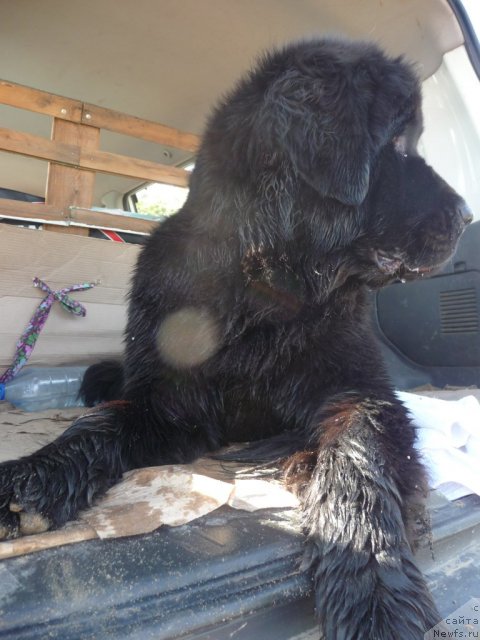 Фото: ньюфаундленд Мирабелла из Тихого Омута