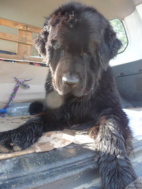 Фото: ньюфаундленд Мирабелла из Тихого Омута