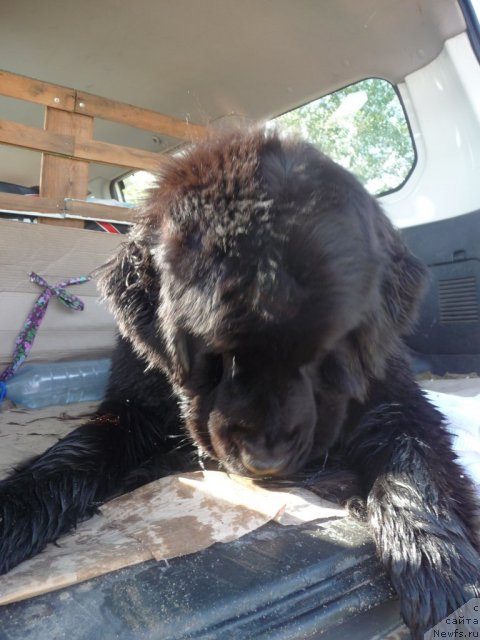 Фото: ньюфаундленд Мирабелла из Тихого Омута
