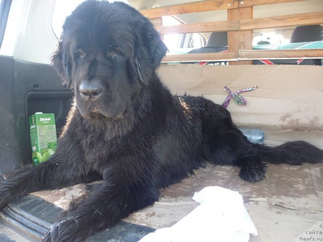 Фото: ньюфаундленд Мирабелла из Тихого Омута