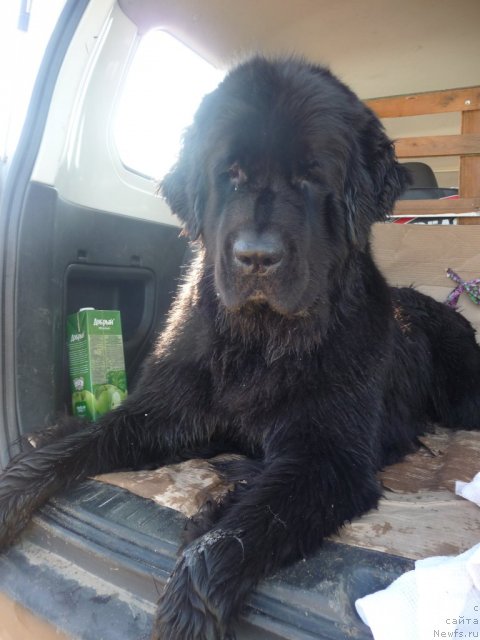 Фото: ньюфаундленд Мирабелла из Тихого Омута