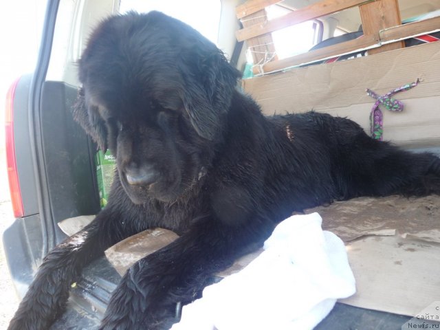 Фото: ньюфаундленд Мирабелла из Тихого Омута