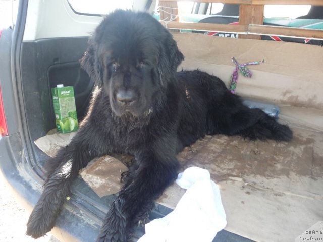 Фото: ньюфаундленд Мирабелла из Тихого Омута