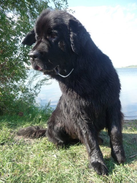 Фото: ньюфаундленд Мирабелла из Тихого Омута