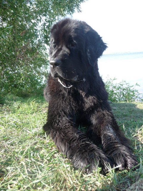 Фото: ньюфаундленд Мирабелла из Тихого Омута