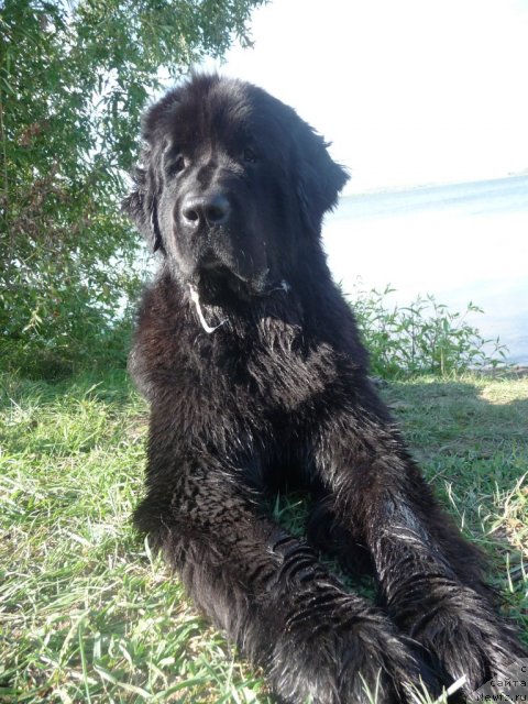 Фото: ньюфаундленд Мирабелла из Тихого Омута