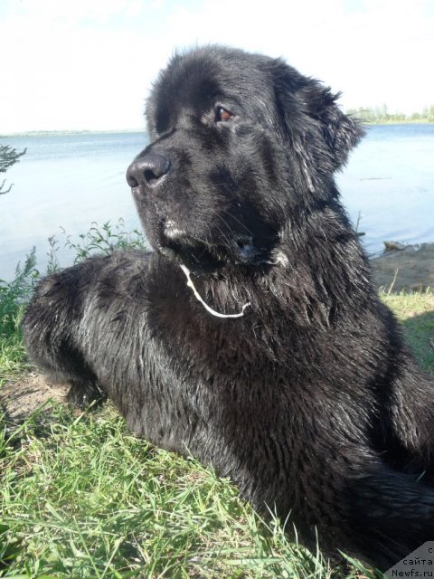 Фото: ньюфаундленд Мирабелла из Тихого Омута