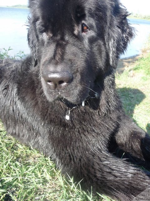 Фото: ньюфаундленд Мирабелла из Тихого Омута