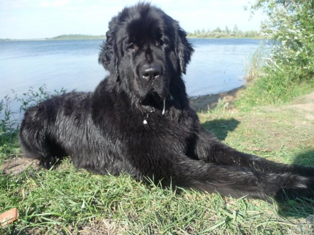 Фото: ньюфаундленд Мирабелла из Тихого Омута