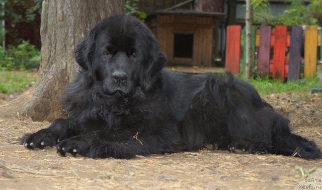 Фотография № 106926