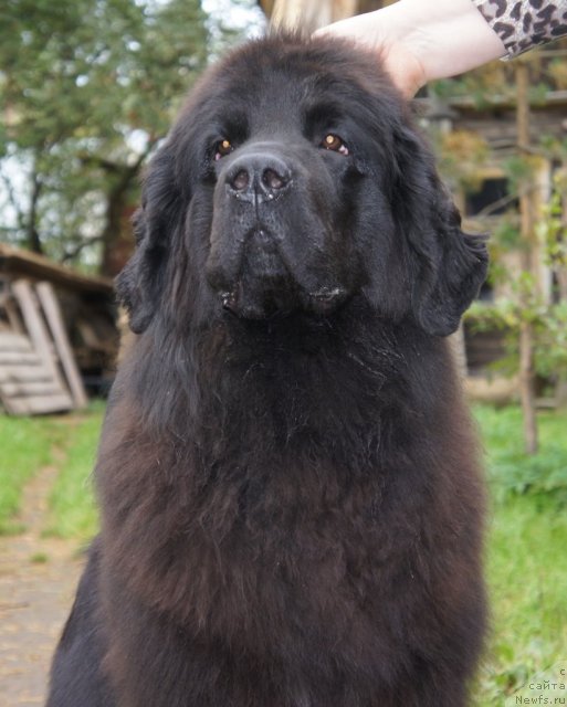 Фото: ньюфаундленд Смигар Северная Верона