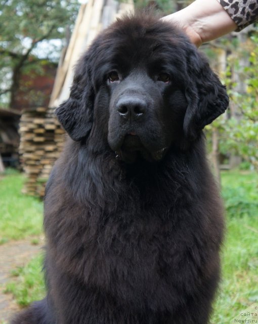 Фото: ньюфаундленд Смигар Северная Верона