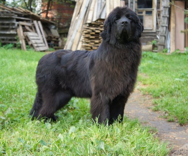 Фото: ньюфаундленд Смигар Северная Верона