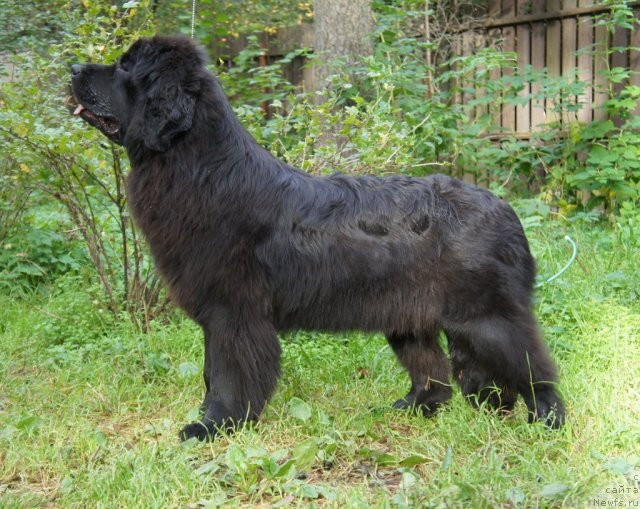 Фото: ньюфаундленд Смигар Северная Верона