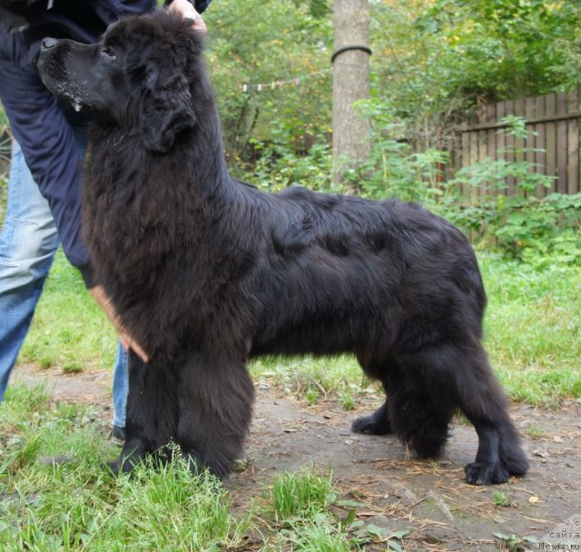 Фото: ньюфаундленд Смигар Северная Верона