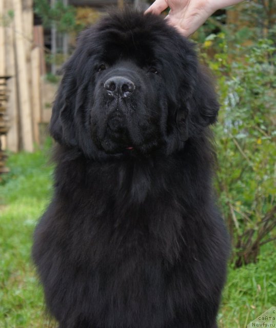 Фотография № 106932