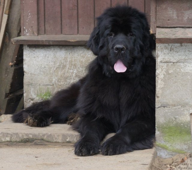 Фото: ньюфаундленд Смигар Галакси Шелл Вин (Smigar Galaxsy Shall Win)